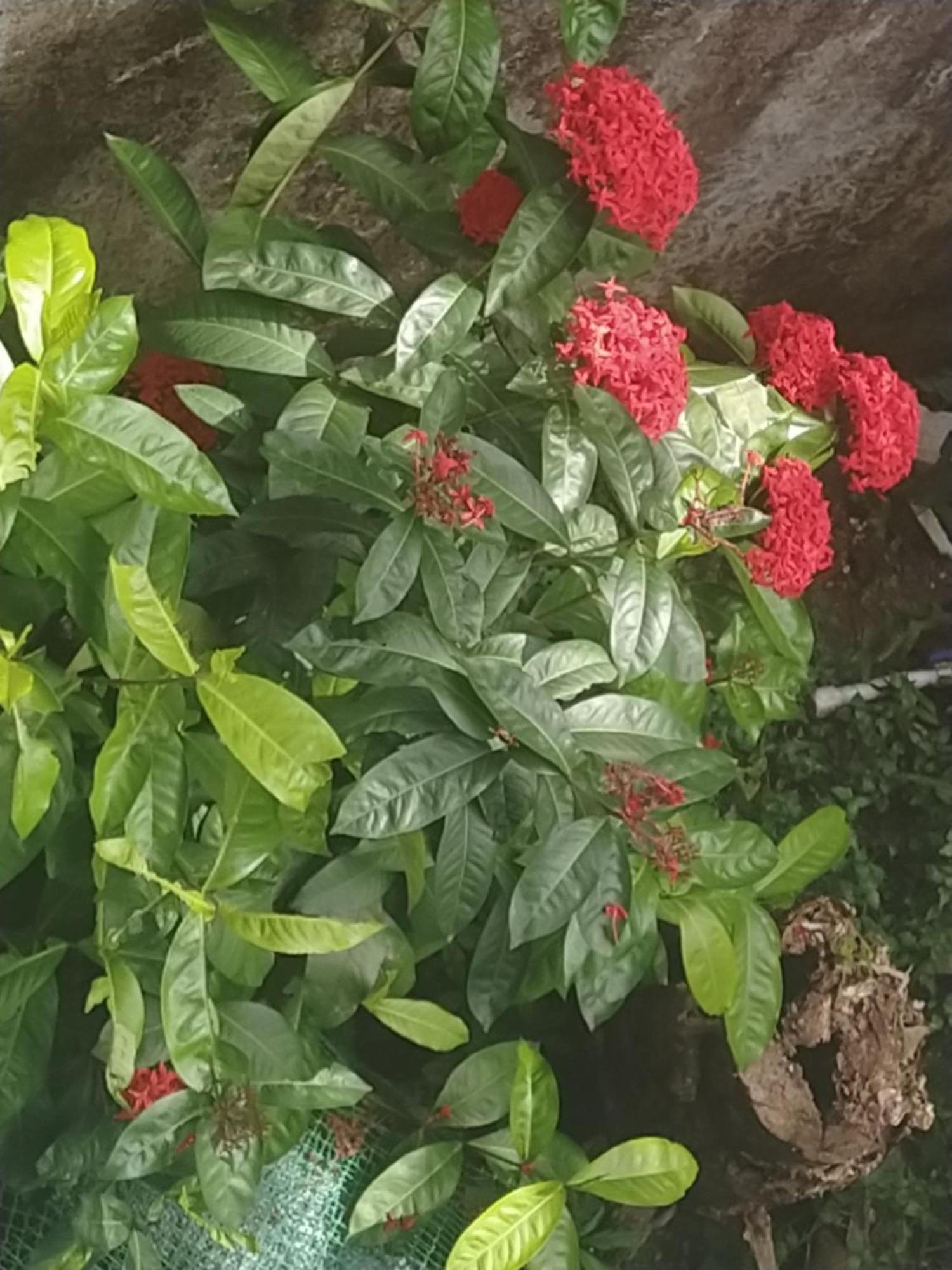 Paradise Inn Guest House Alappuzha 외부 사진