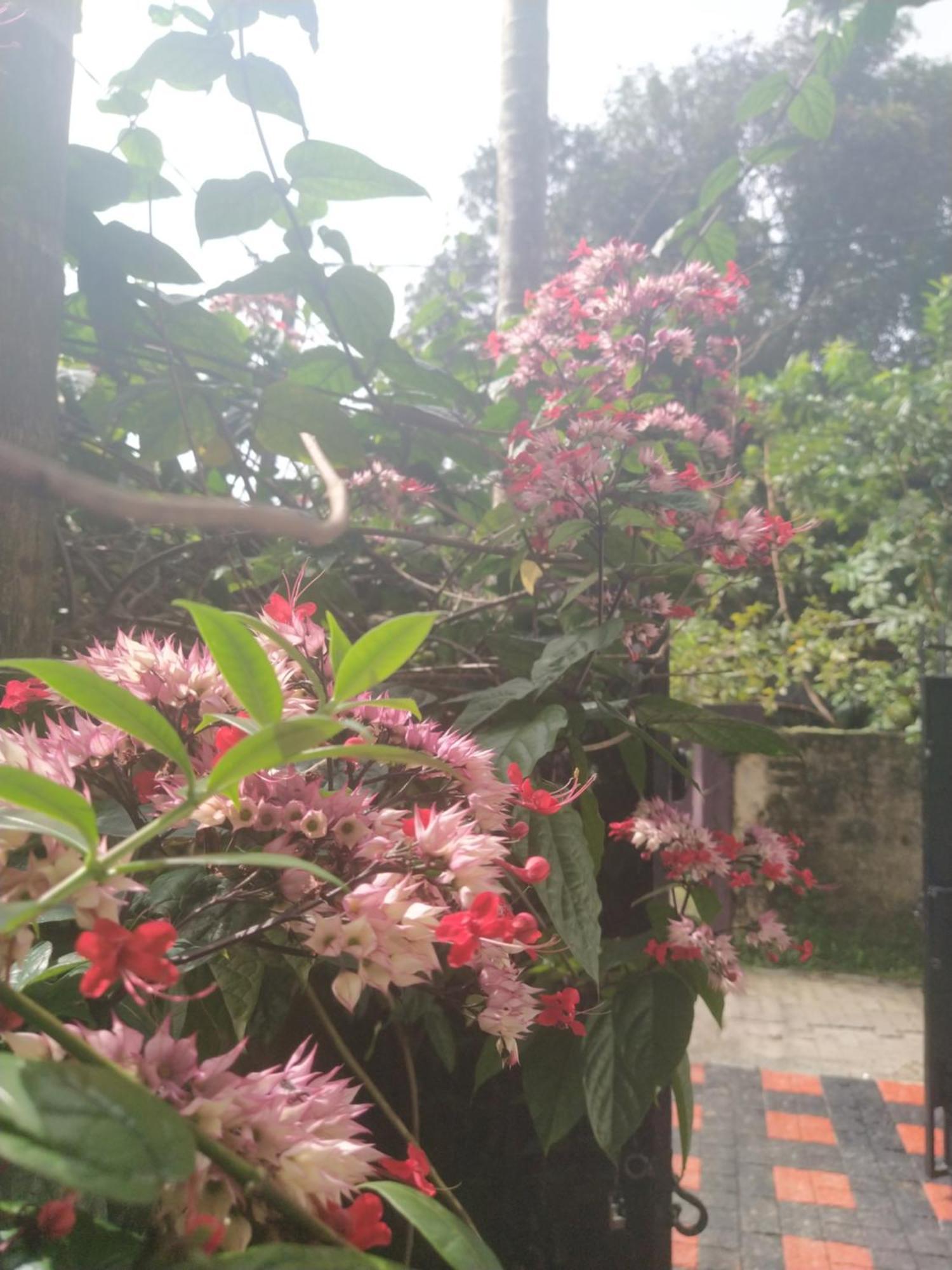 Paradise Inn Guest House Alappuzha 외부 사진